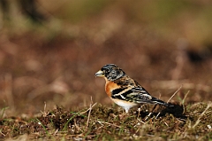 David Plant Photography - Wildlife Photographer - Brambling male - C